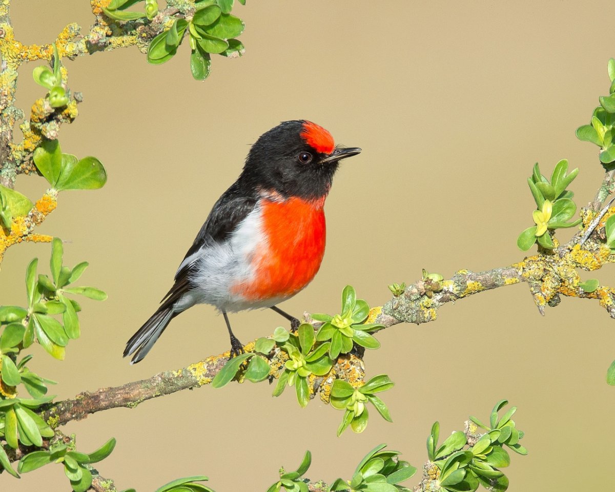 Птица Зарянка малиновая