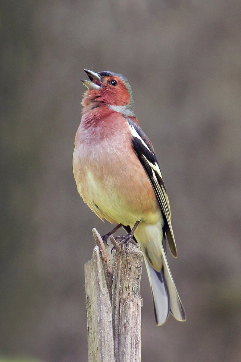 Голдианский Зяблик