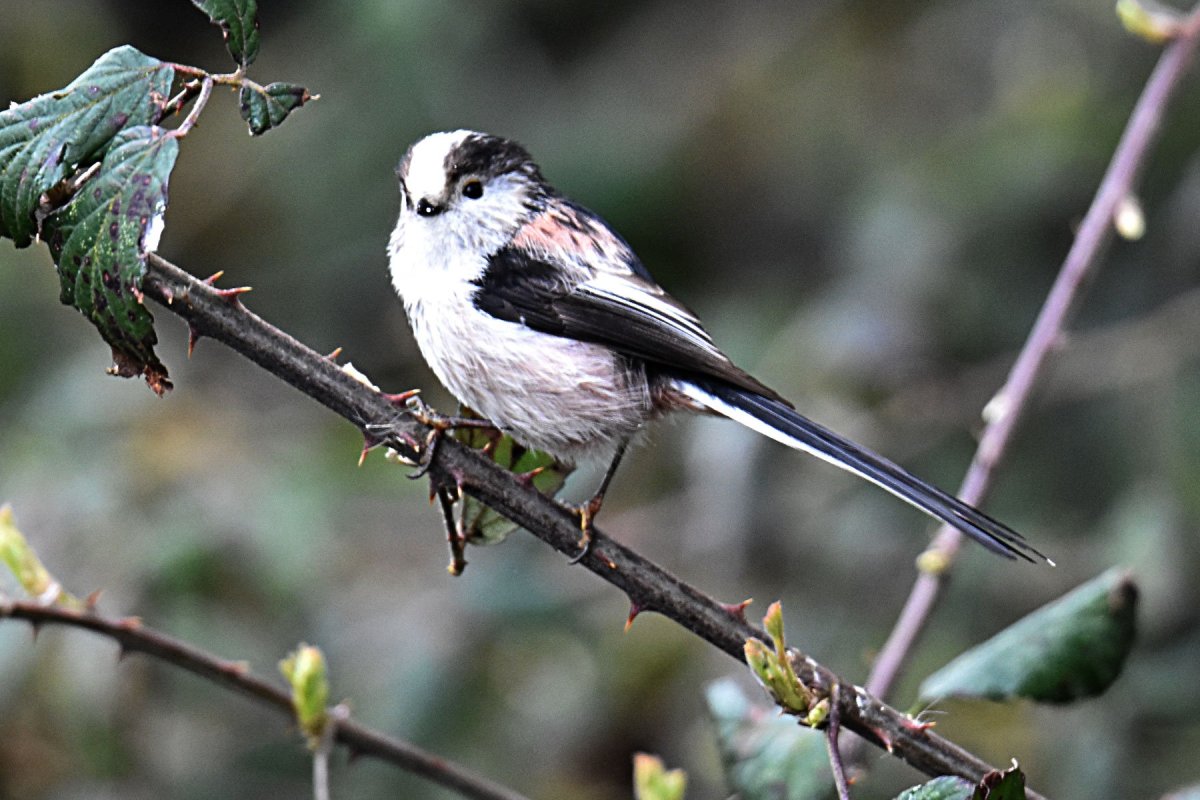Черная длиннохвостая синица