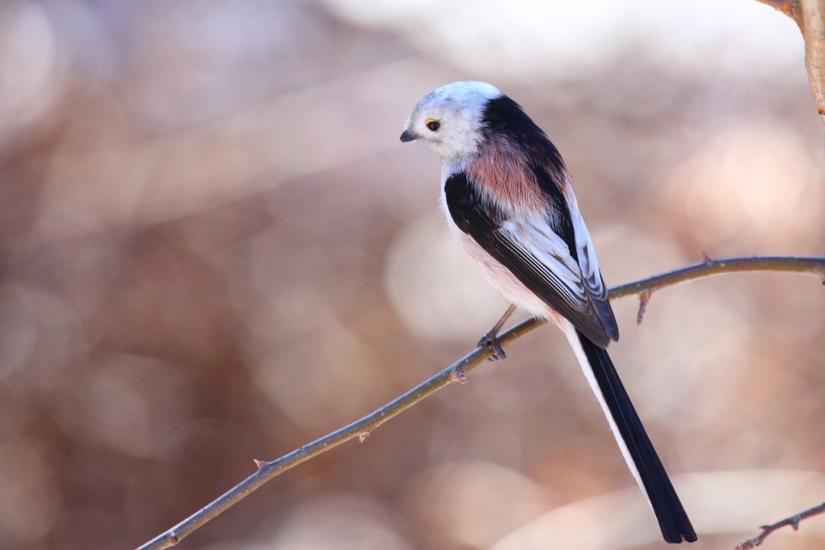 Длиннохвостая синица