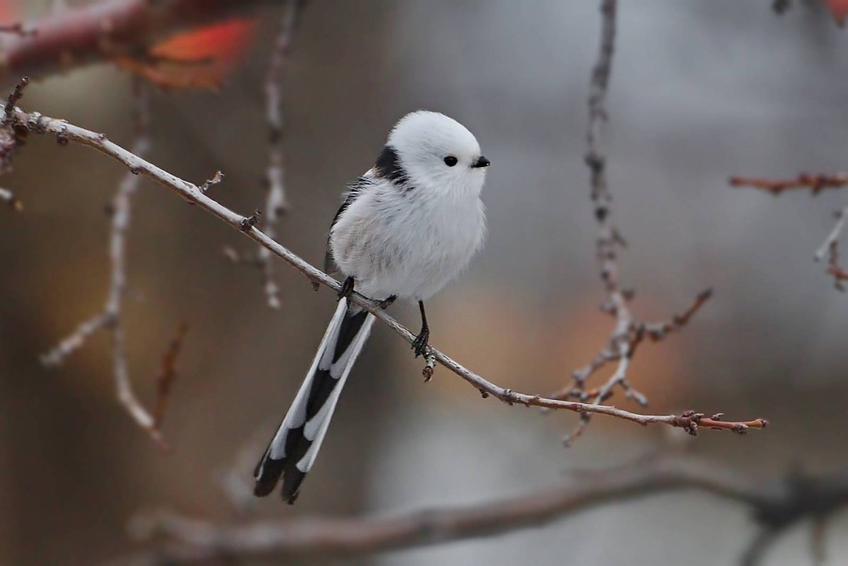 Ополовник ареал