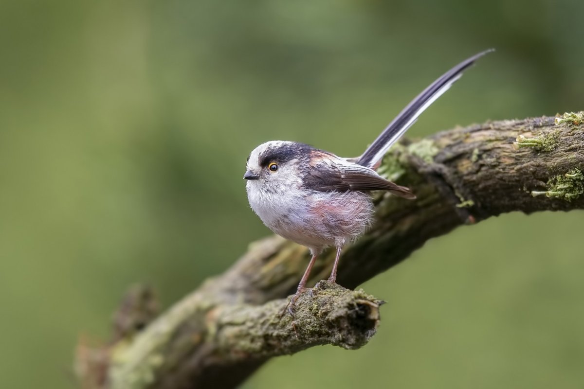 Длиннохвостная синица ополов