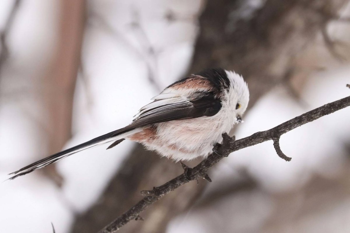 Длиннохвостая синица Хоккайдо