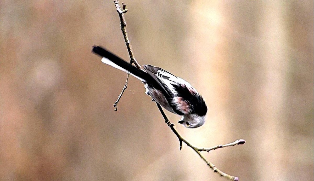 Синица большая птица фото