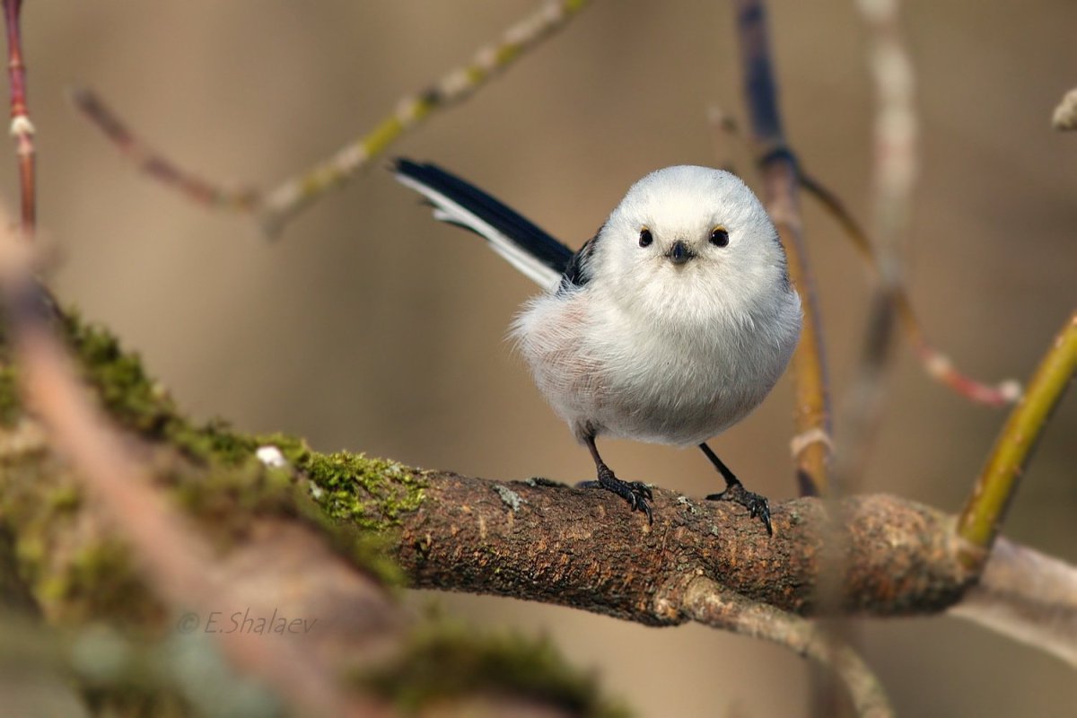 Длиннохвостная синица ополов