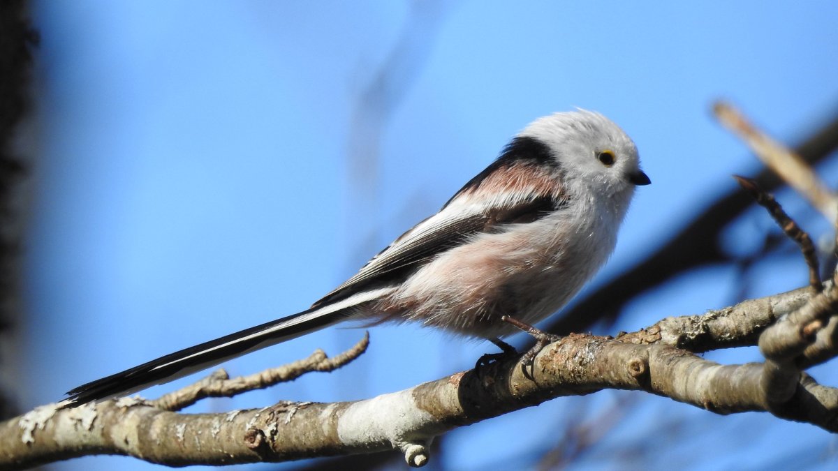 Синица длиннохвостая буроголовая гаичка