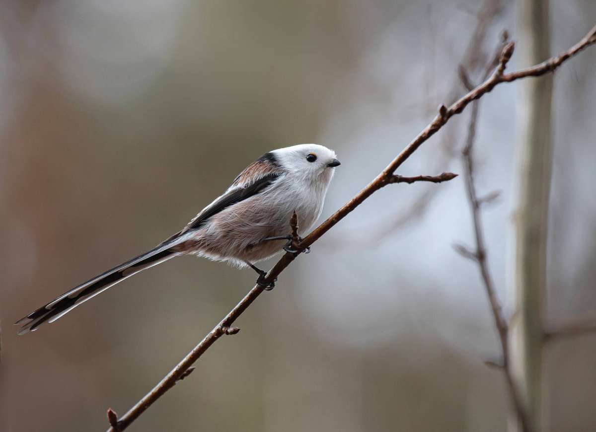 Длиннохвостая синица в Крыму
