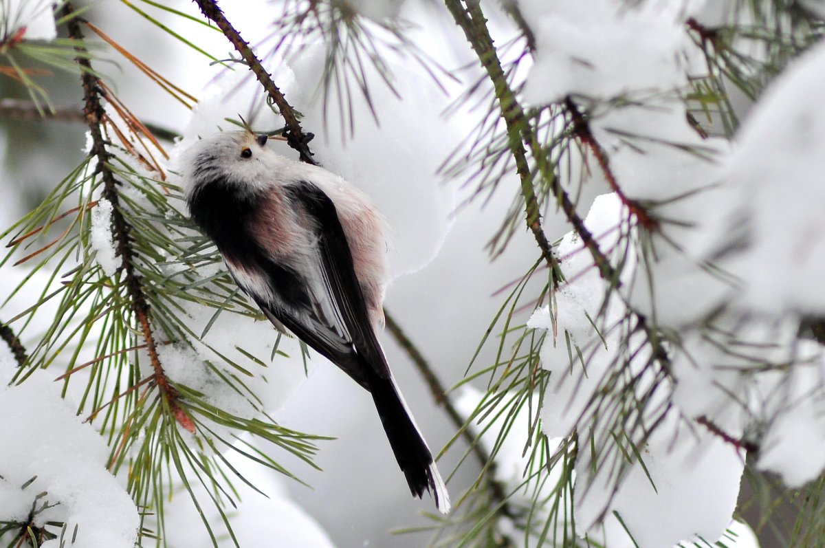 Длиннохвостая синица в зиме