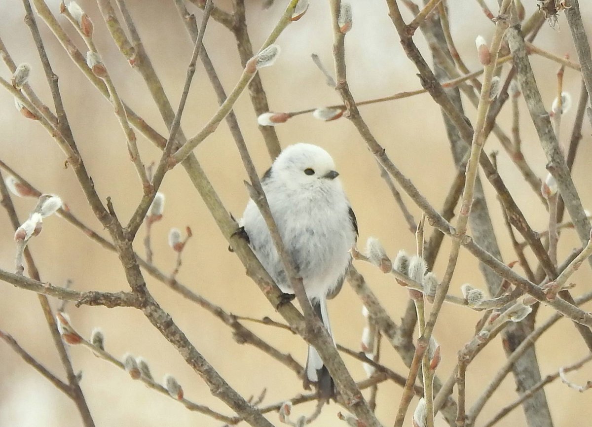 Длиннохвостая синица Хоккайдо купить