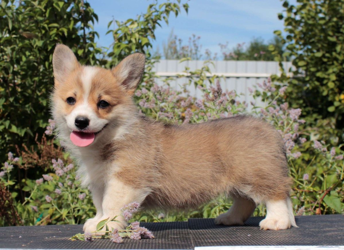 Черноголовый корги пемброк