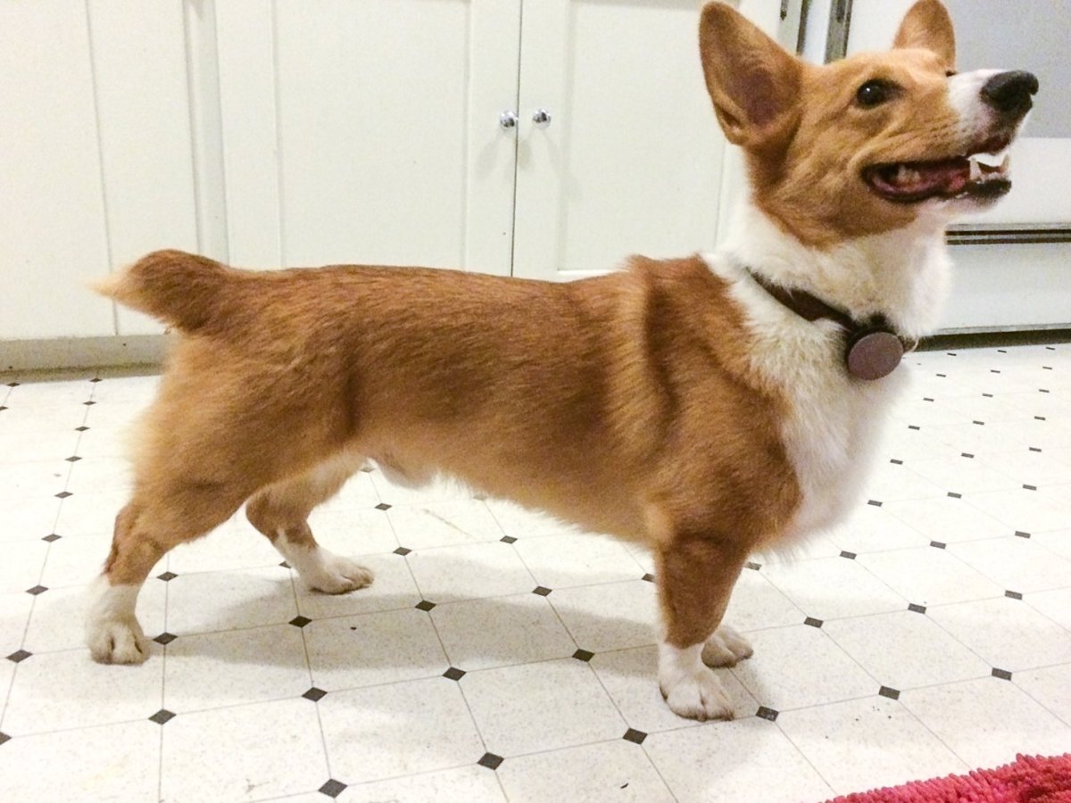 Пемброк бобтейл вельш