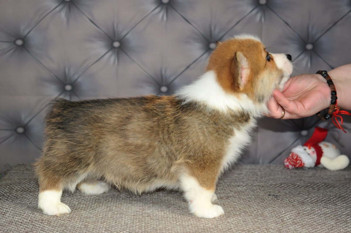 Вельш корги пемброк с хвостом