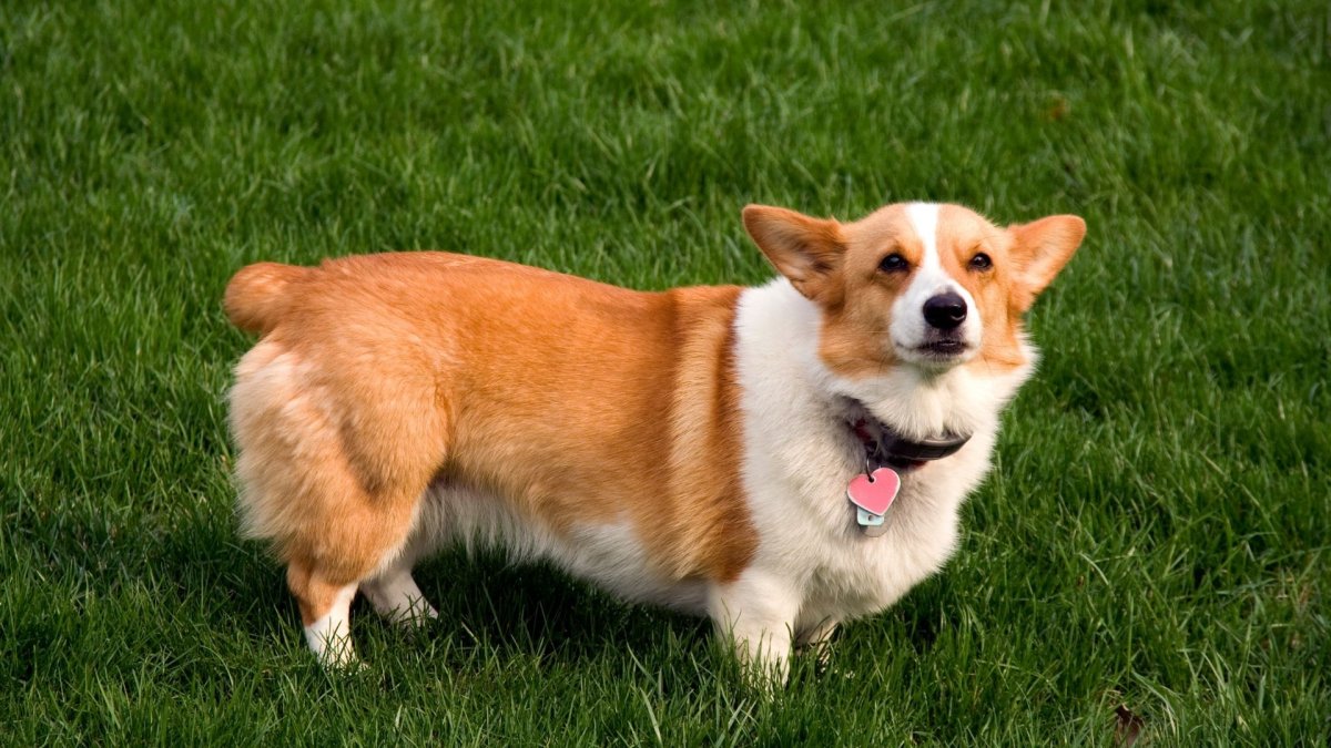 Корги пемброк с хвостом