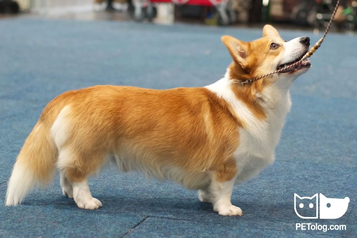 Вельш корги пемброк бобтейл