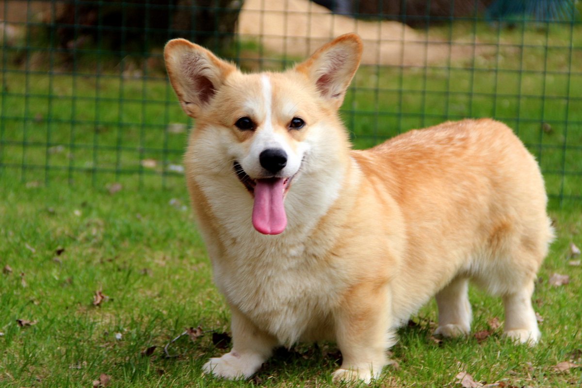 Корги бобтейл пемброк