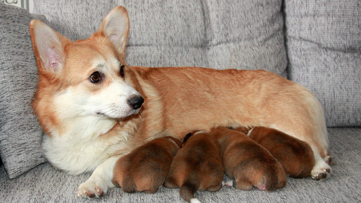 Корги пемброк
