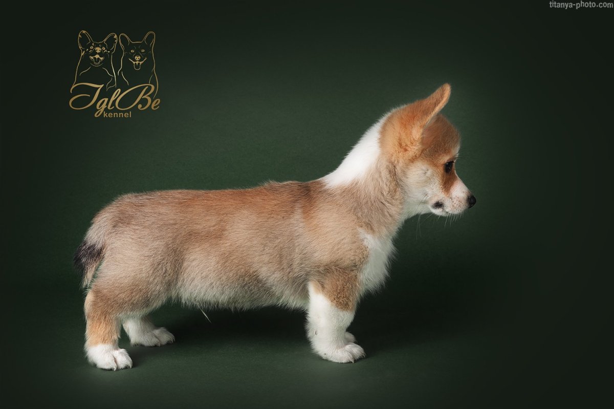 Натуральный хвост бобтейл вельш корги