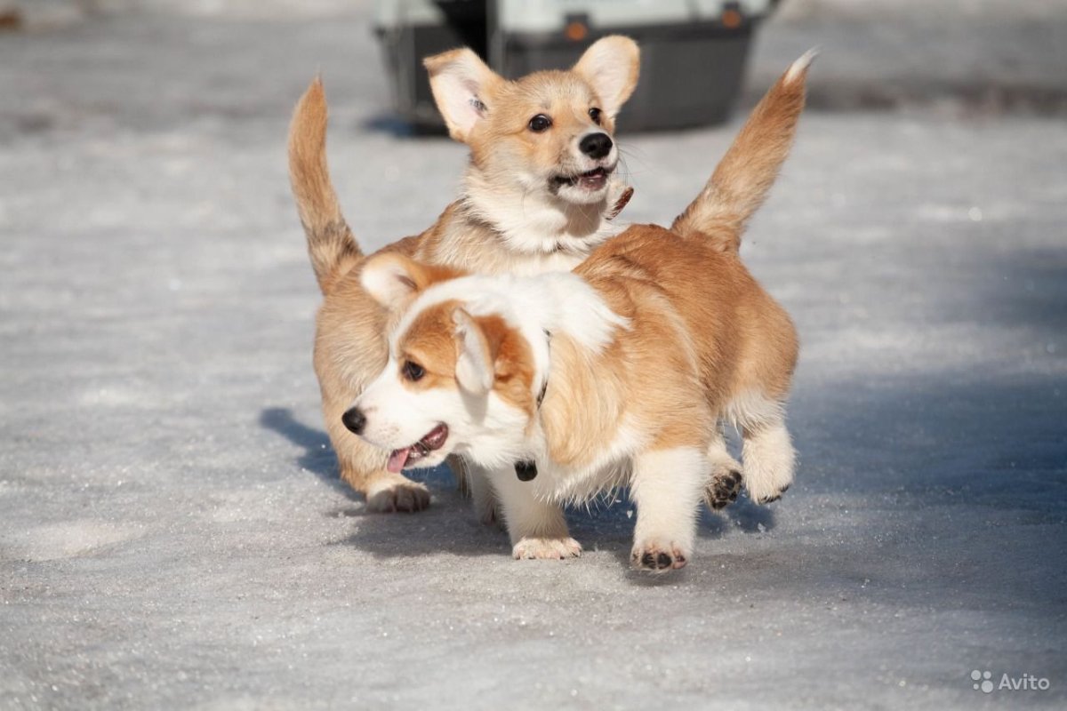 Вельш корги пемброк с хвостом