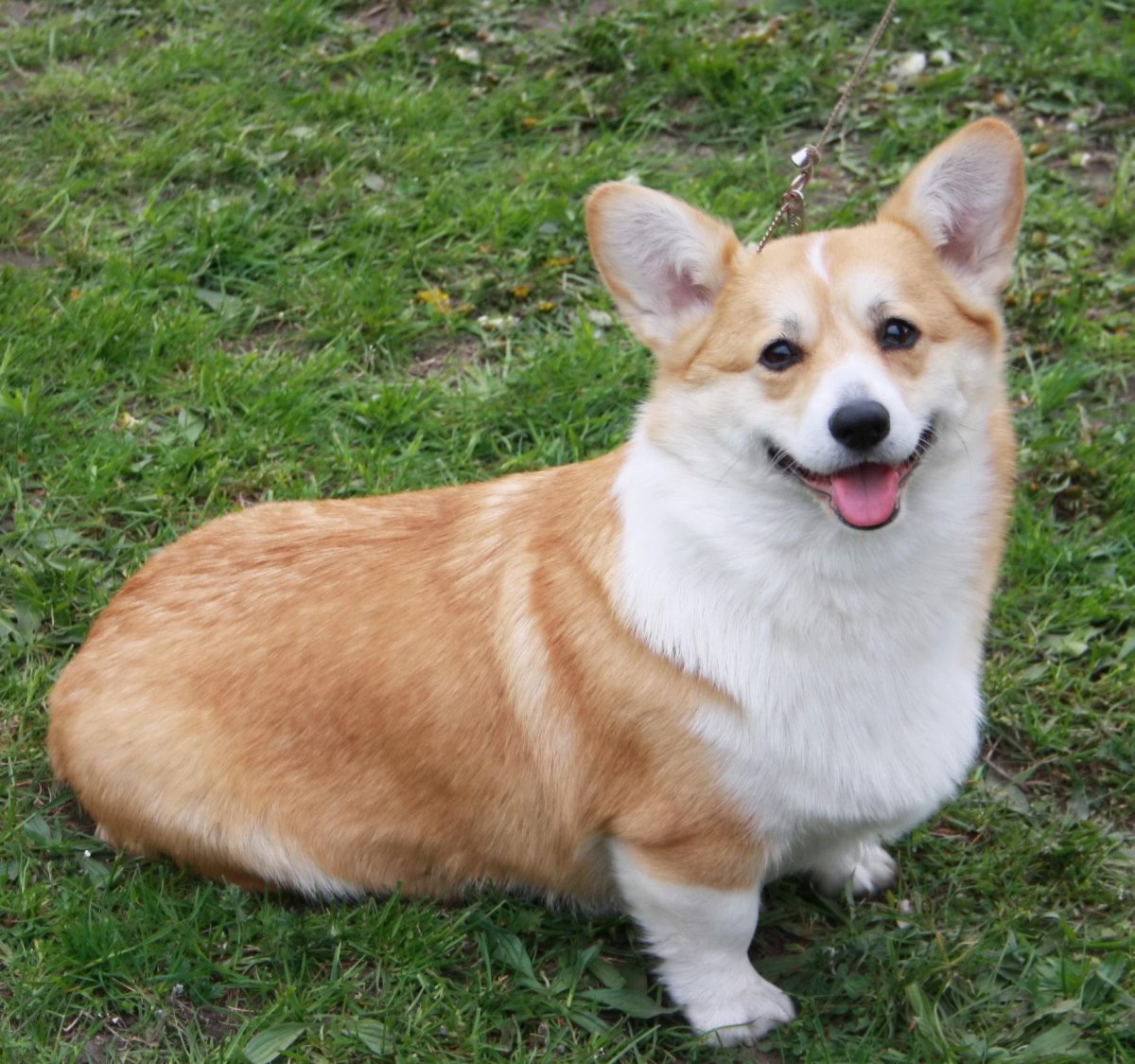 Вельш корги пемброк рыжий