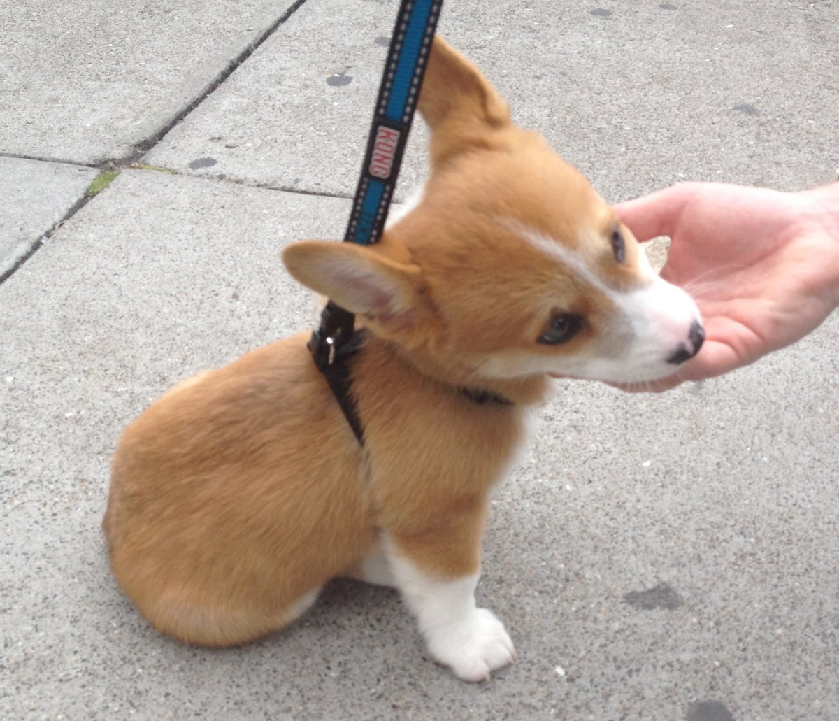 Алопеция у корги