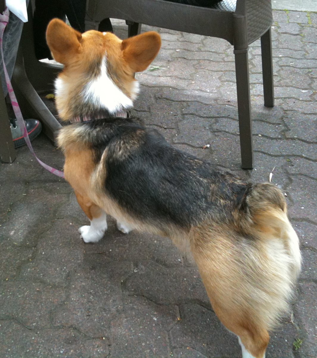 Аллергия у корги пемброк