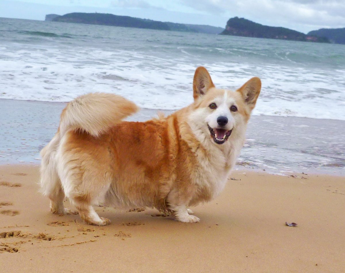 Вельш корги на море