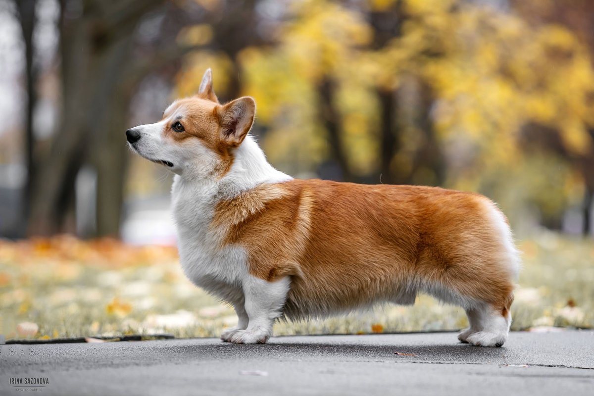Вельш корги бобтейл