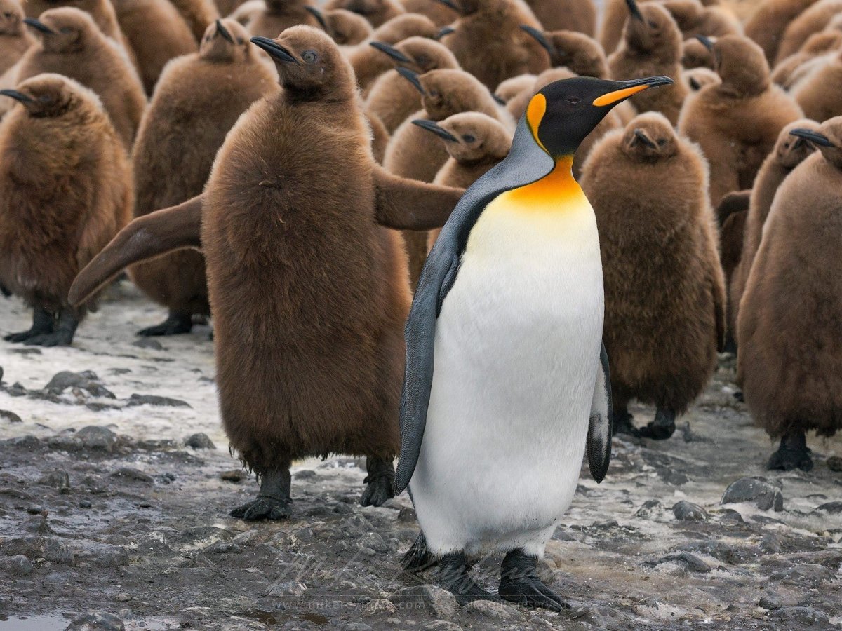 Императорский Пингвин детеныш