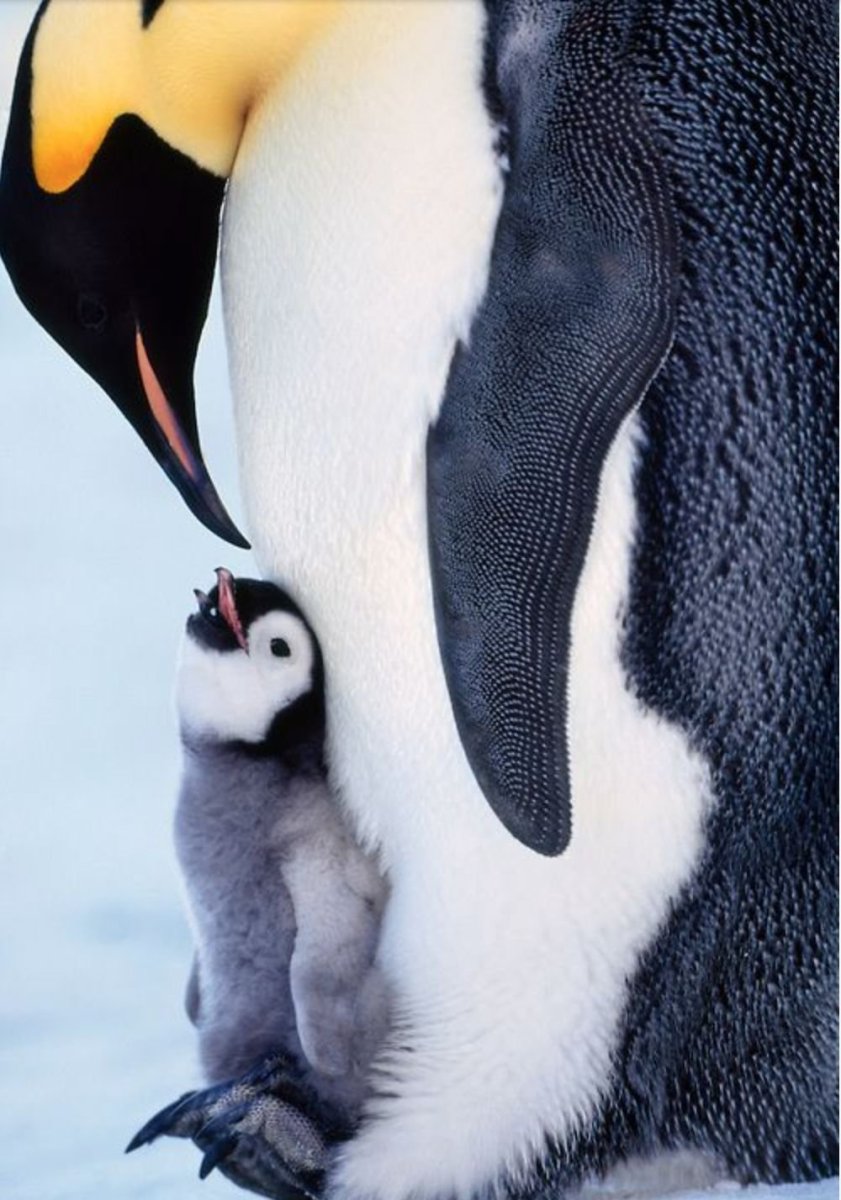 Императорский Пингвин детеныш