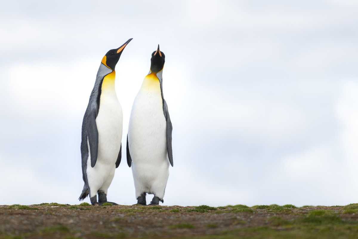 Пингвины обои