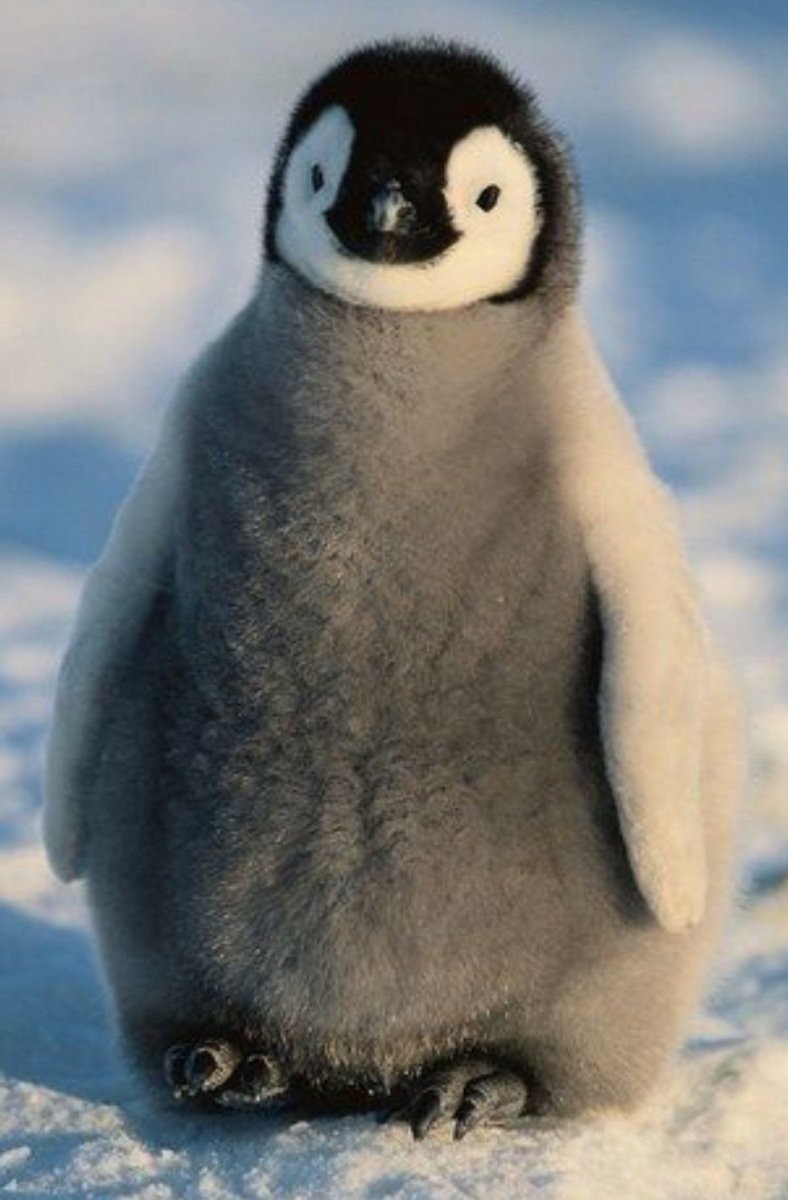 Птенец Императорского пингвина