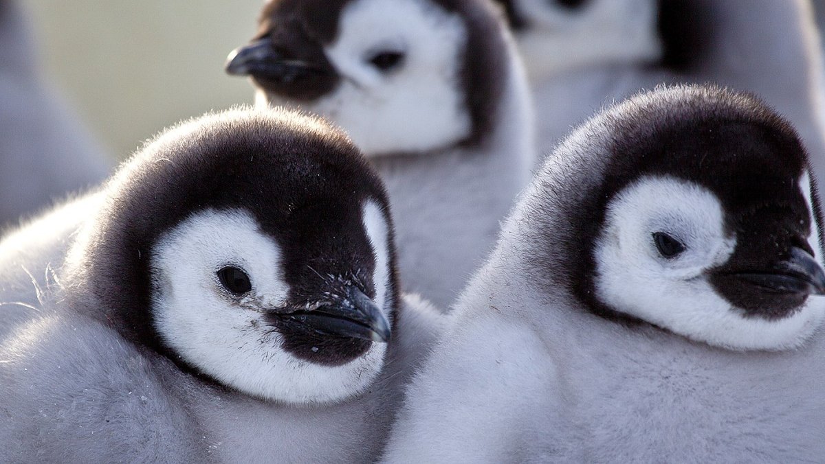 Дети пингвинов пушистые