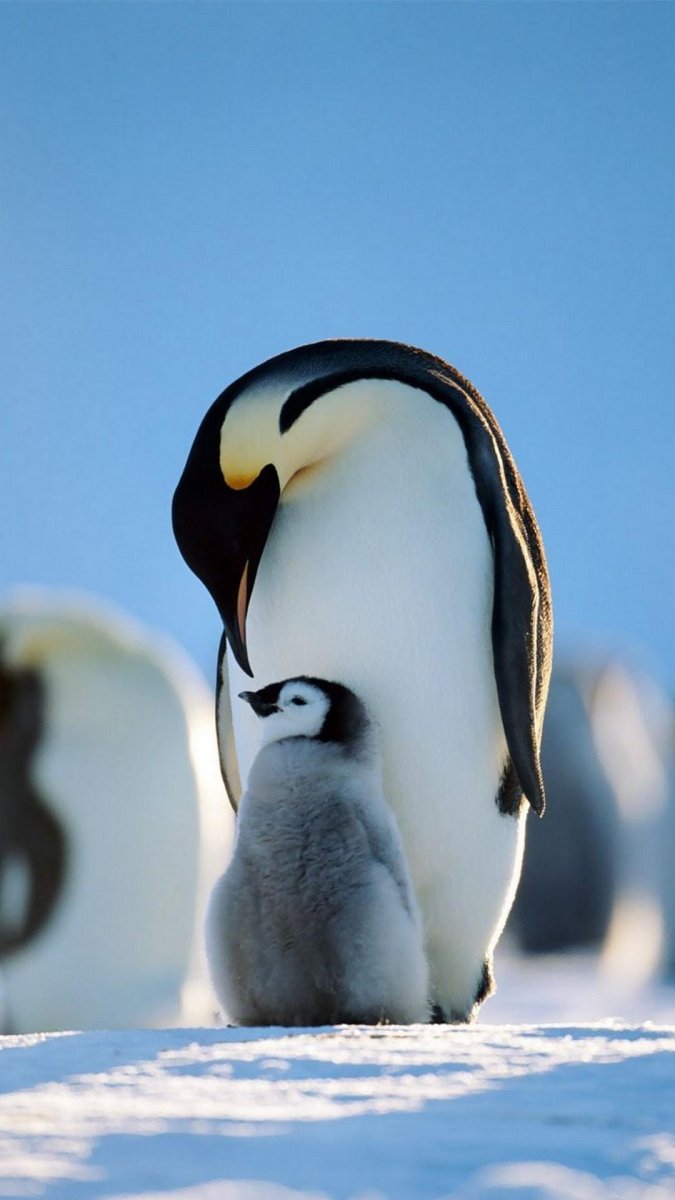 Милый Пингвин