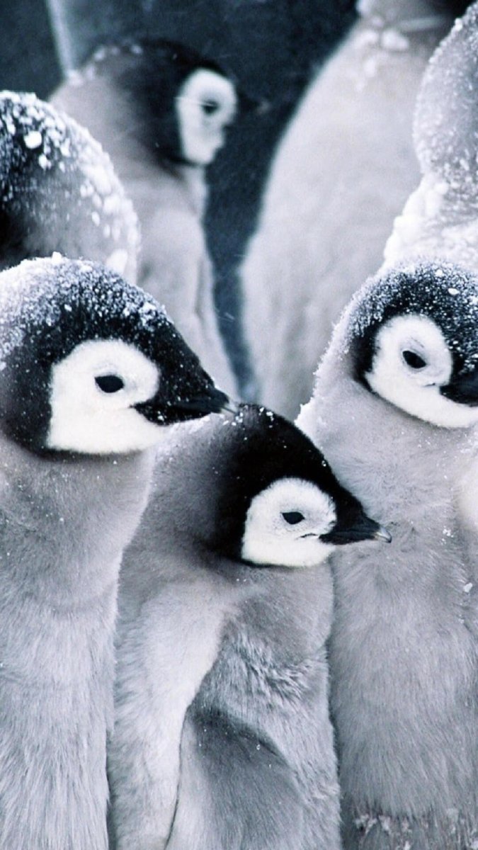 Милые Пингвинята