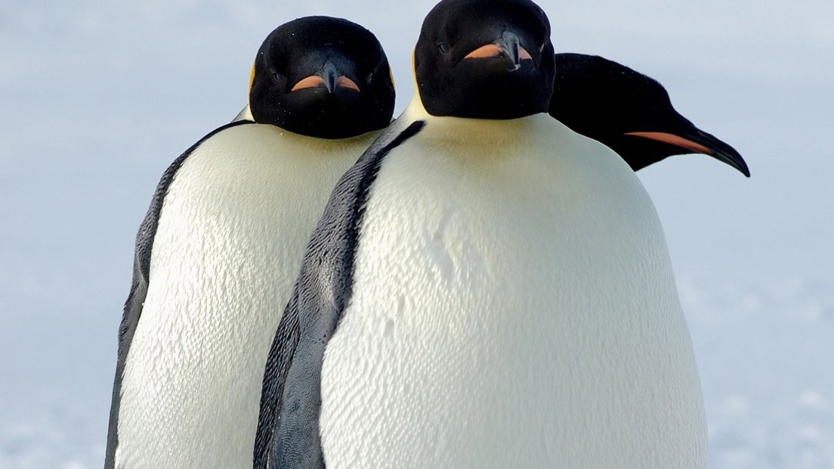 Emperor Пингвин