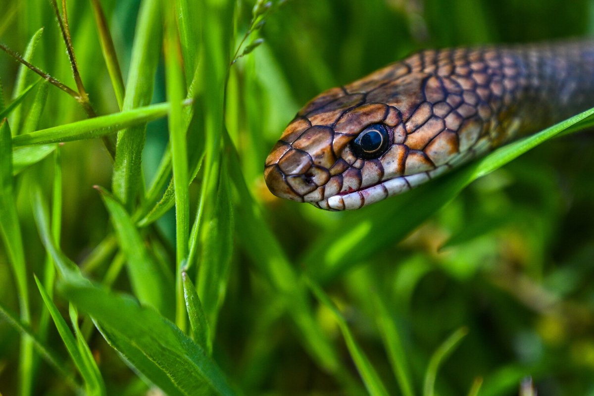 Змейка 42 сектора