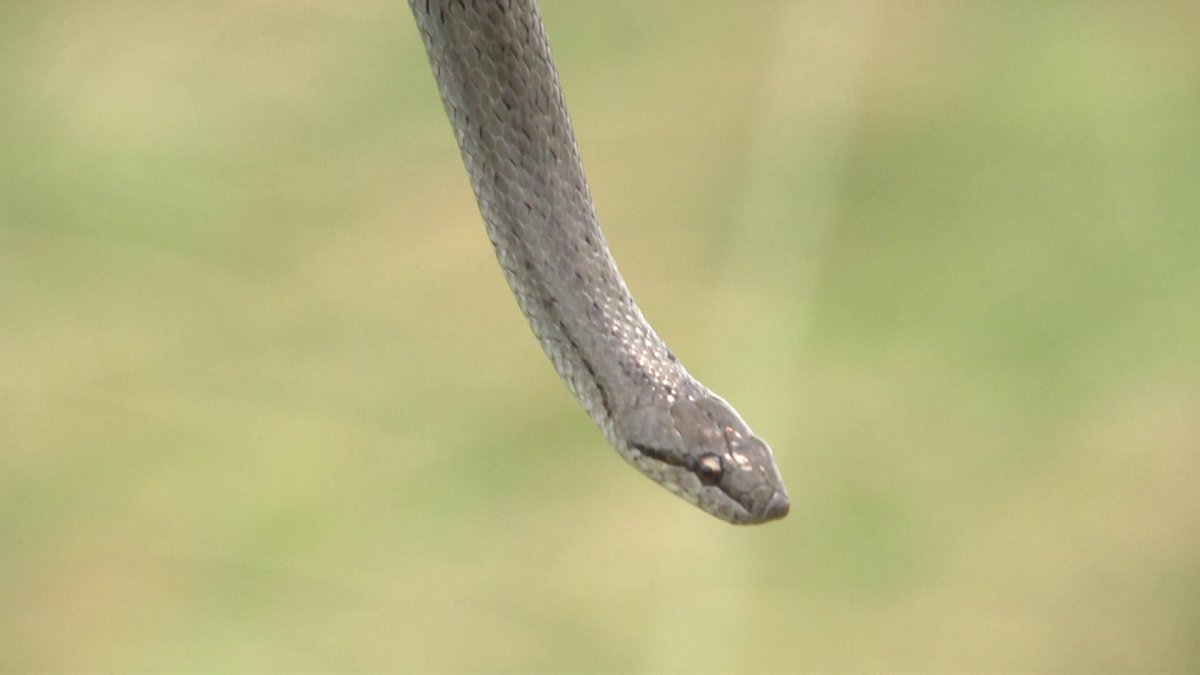 Белая металлическая змея