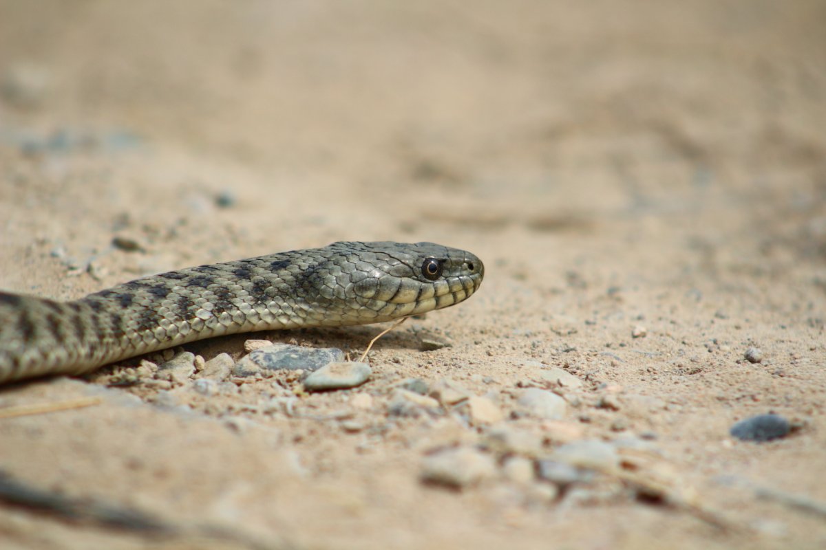 Змеи хищники