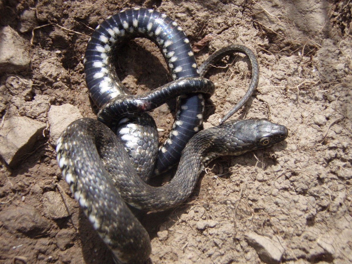 Пепелянка змея Болгарии