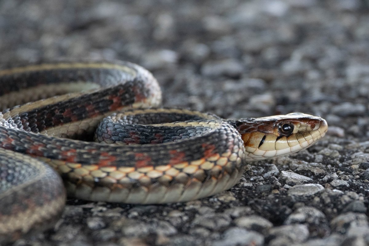 Змея в Черногории