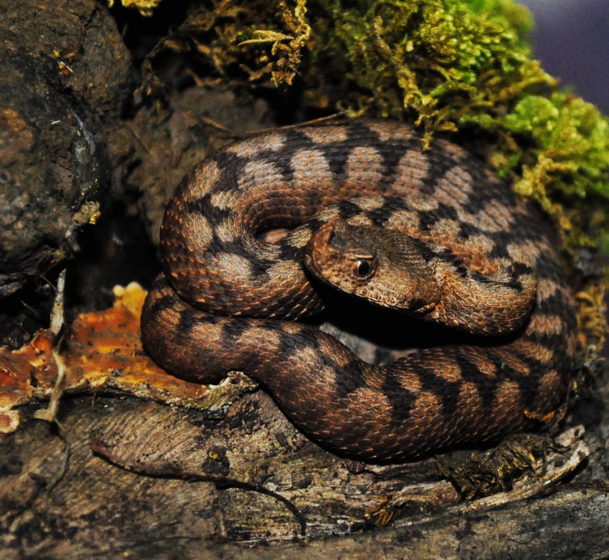 Vipera ammodytes ammodytes meridionalis