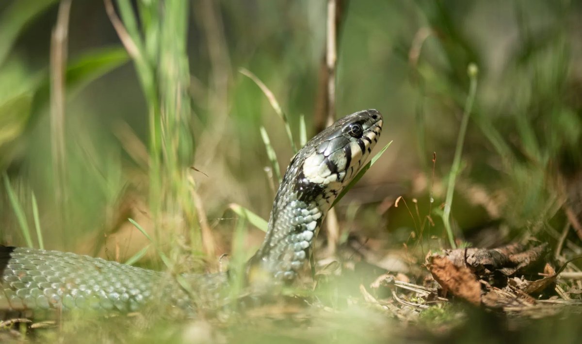 Змеи Тверской области