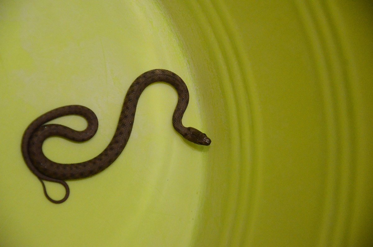 Змея медного цвета черное море