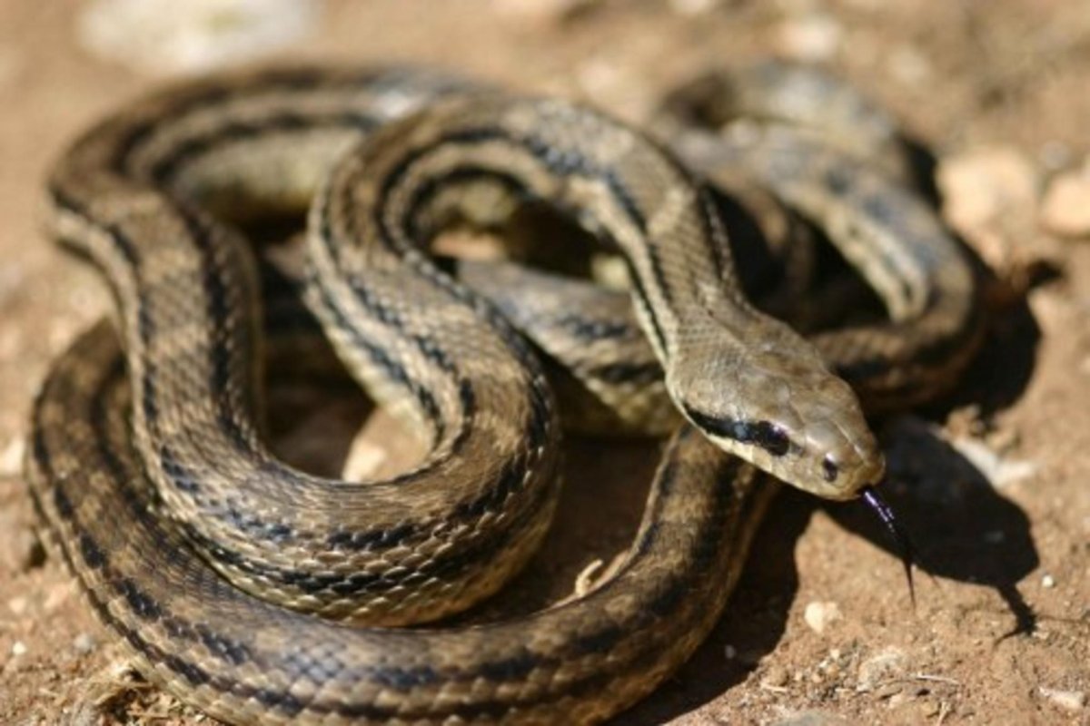Гадюка пепелянка