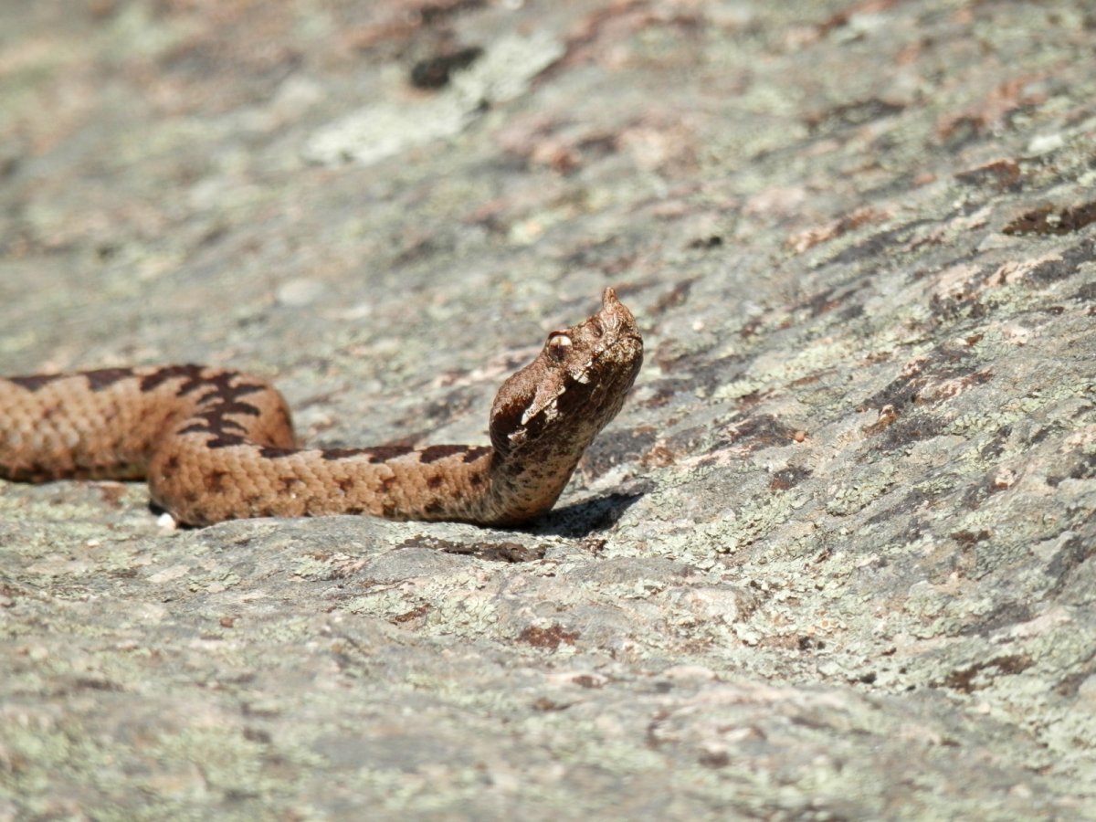 Гадюка пепелянка