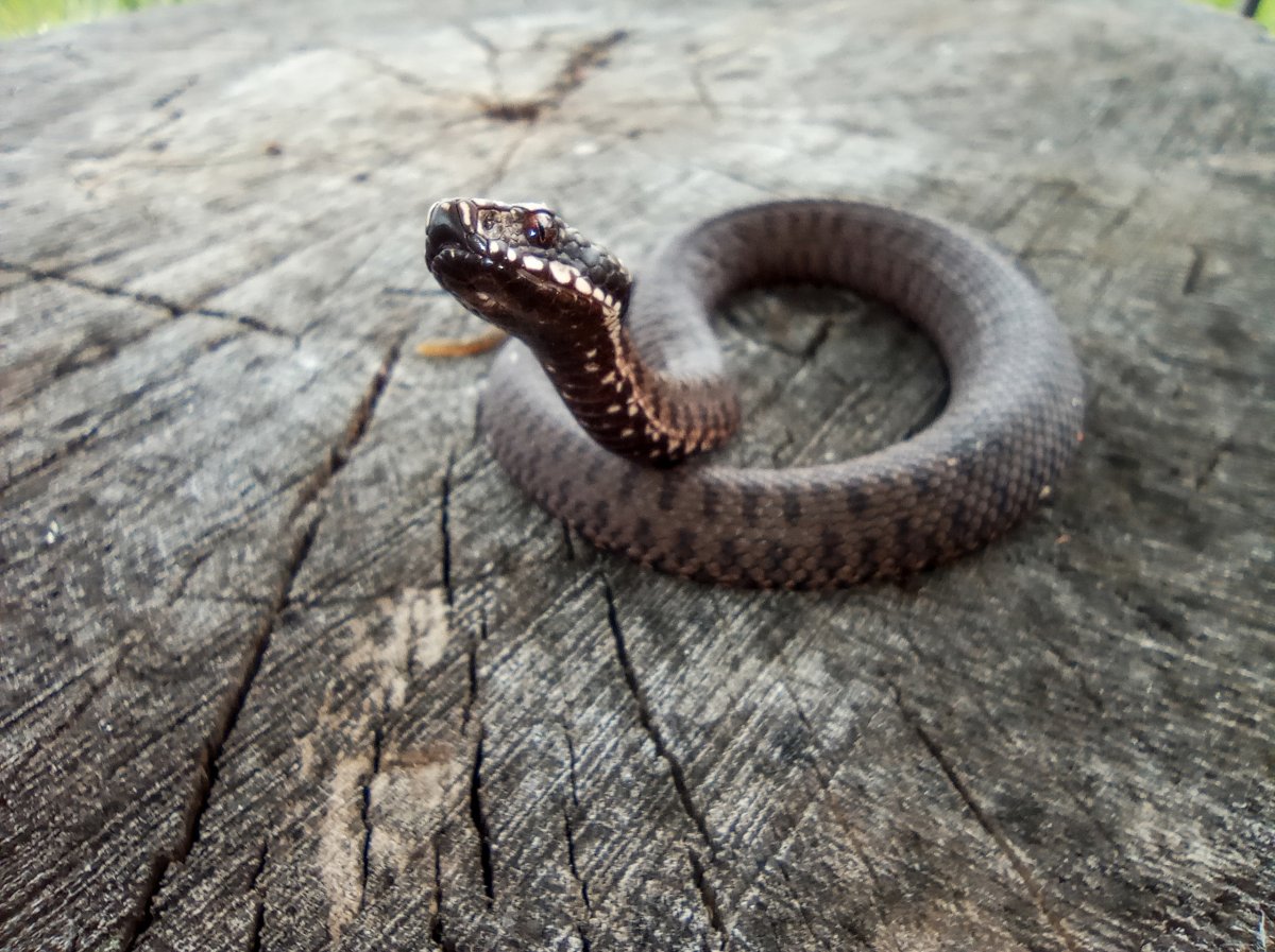 Гадюка Никольского