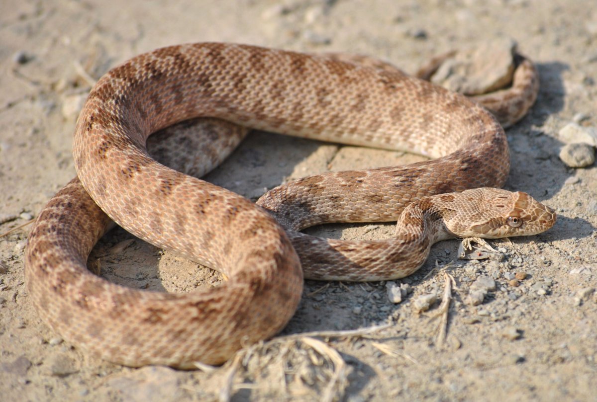 Змея песчаного цвета