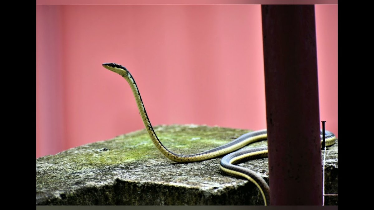 Красивые картинки змей на аву зелёная