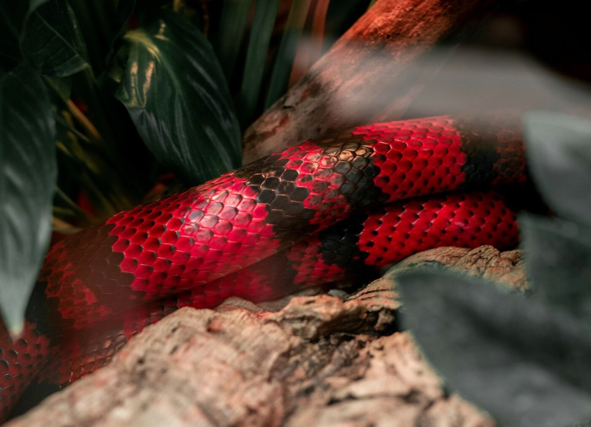 Огромные ядовитые змеи