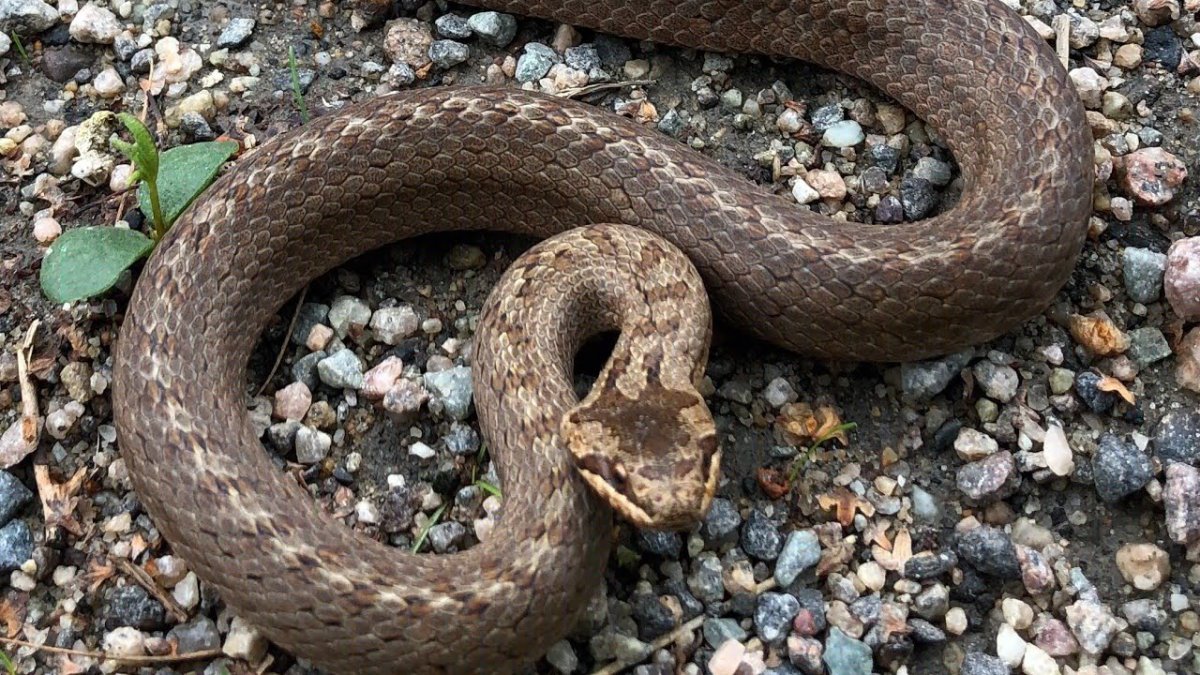 Змеи Подмосковья